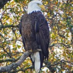 Bald Eagle at Pardee Reservoir-165.jpg
