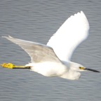 Snowy Egret-91.jpg