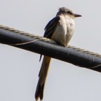 Sissor-tailed Flycatcher-137.jpg