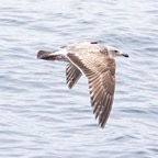 Western Gull 2nd year-441.jpg