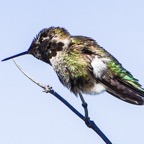Anna's Hummingbird-150.jpg