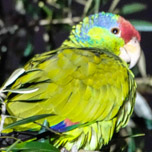 Red-crowned Parrot-152