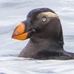 Tufted Puffin-152