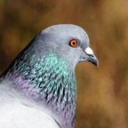 Rock Pigeon-10.jpg