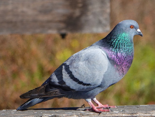 Rock Pigeon-7.jpg