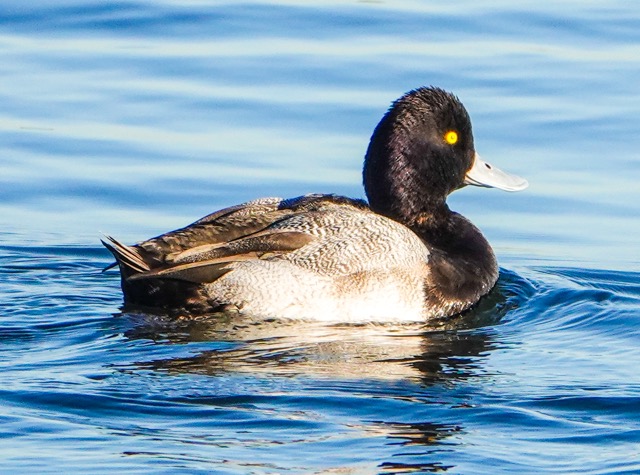 Greater Scaup male-5.jpg