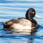 Greater Scaup male-5.jpg
