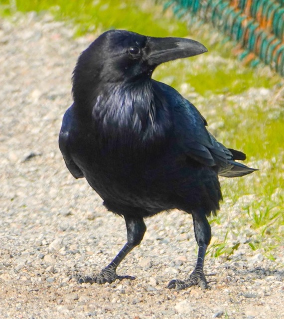 Common Raven-36.jpg