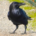 Common Raven-36.jpg