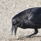 Common Raven-40.jpg