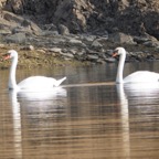 Mute Swans-123.jpg