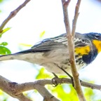 Yellow-rumped Warbler 