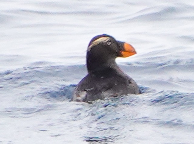 Tufted Puffin-331.jpg