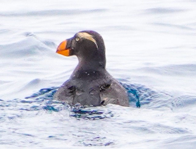Tufted Puffin-349.jpg