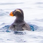 Tufted Puffin-349.jpg