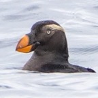 Tufted Puffin-362.jpg