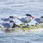 Forrester's and Royal Terns-97.jpg
