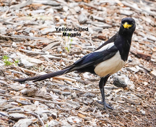 Yellow-billed Magpie-54.jpg