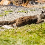 California Ground Squirrel-12.jpg