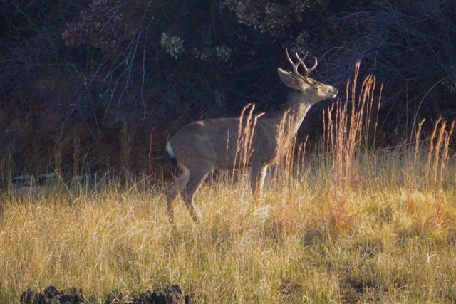 Deer at Pardee Reservoir-151.jpg
