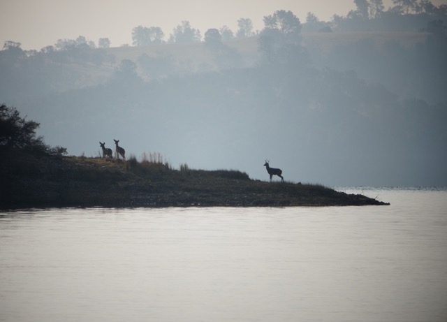 Deer on the shore of Pardee Reservoir-145.jpg