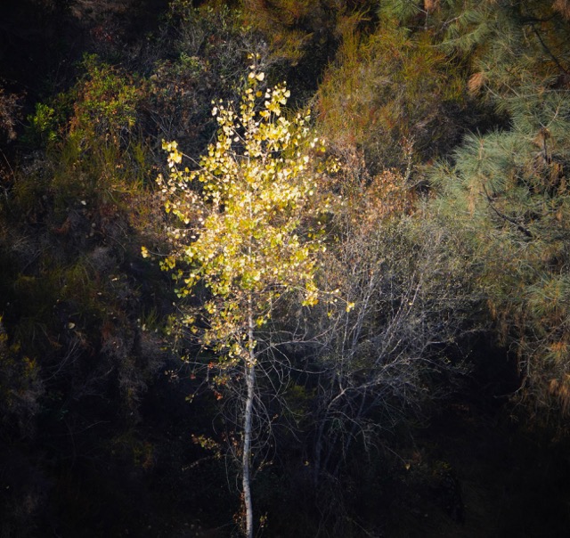 Sycamore Tree at Pardee Reservoir-181.jpg