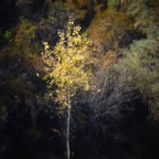 Sycamore Tree at Pardee Reservoir-181.jpg