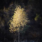 Sycamore Tree at Pardee Reservoir-182.jpg