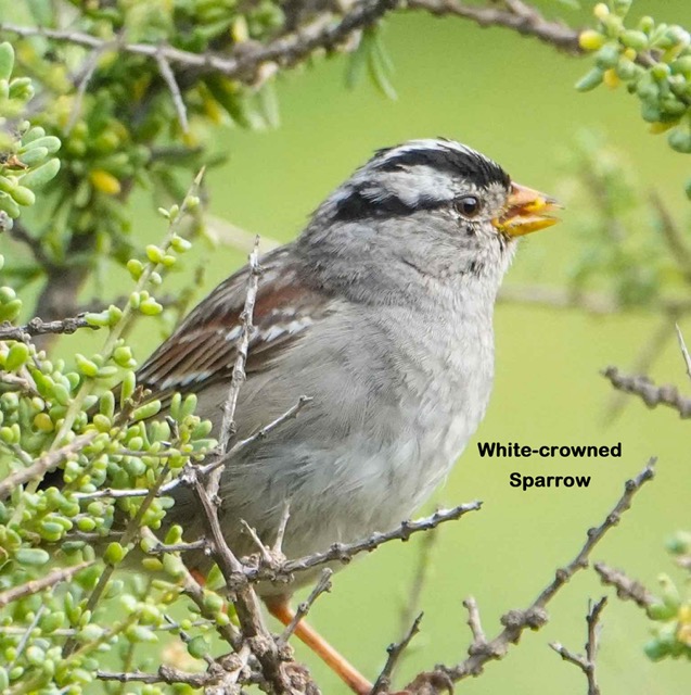 White Crowned Sparrow-84.jpg