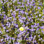 California blue wildflowers-261.jpg