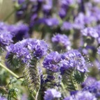 California blue wildflowers-266.jpg