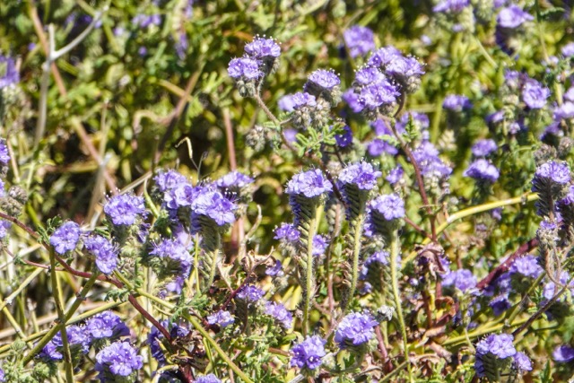 California blue wildflowers-265.jpg
