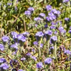 California blue wildflowers-265.jpg