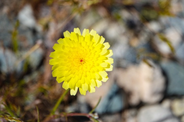 California yellow wild Daisys-258.jpg