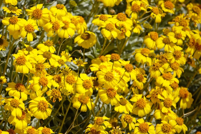 California yellow wild Daisys-263.jpg