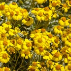 California yellow wild Daisys-263.jpg