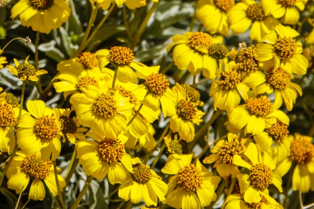 California yellow wild Daisys-264.jpg