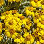 California yellow wild Daisys-264.jpg