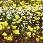 California yellow wildflowers-256.jpg
