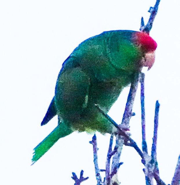 Red-crowned Parrot-306.jpg