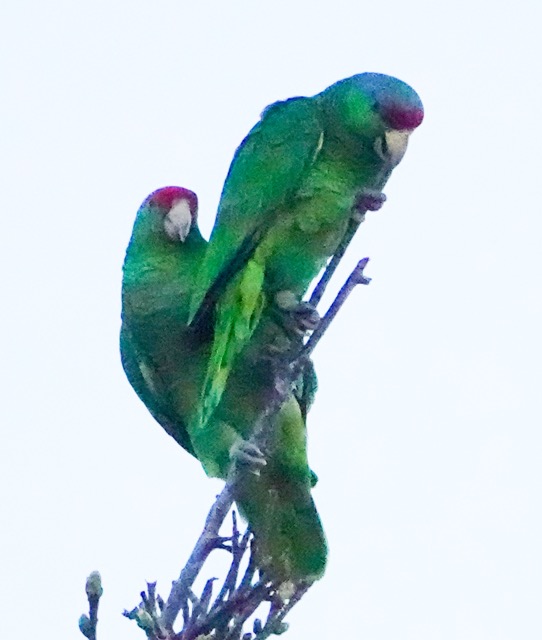 Red-crowned Parrot-312.jpg