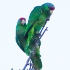 Red-crowned Parrot-312.jpg
