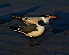 Laughing Gull & Royal Tern 2632