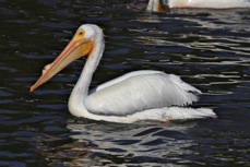 American White Pelican 3616