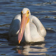 American White Pelican 3694