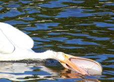 American White Pelican 3617