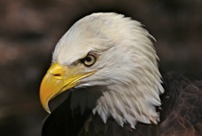 Bald Eagle 2193