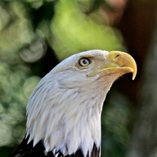 Bald Eagle 2316