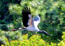 Wood Stork 1124