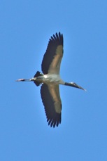Wood Stork 3335